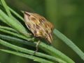 Odontotarsus robustus